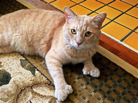 Polydactyl Cats: The Felines With Extra Toes | HuffPost