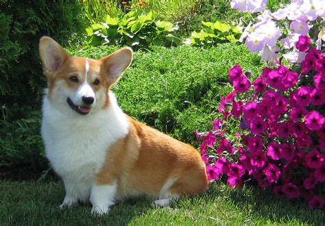 Pembroke Welsh Corgi - Puppies, Rescue, Pictures, Information, Temperament, Characteristics ...