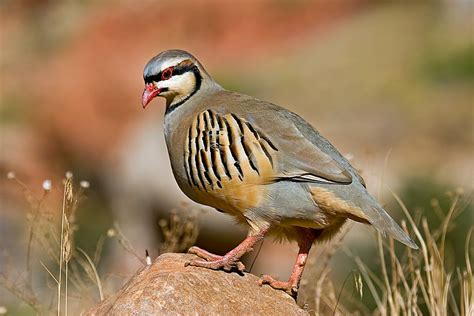 The Chukar Partridge (Alectoris chukar) is a rotund long partridge, with a light brown back ...