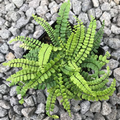 Asplenium trichomanes - Maidenhair Spleenwort (3.5" Pot) | Little Prince To Go