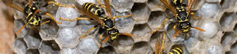 Wasp Control - Wasp Exterminator - Wasp Nest Removal | Topline Pest control