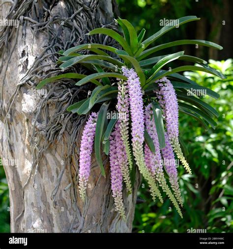 Kathmandu Nepal - Garden of Dreams Arboreal orchid Stock Photo - Alamy