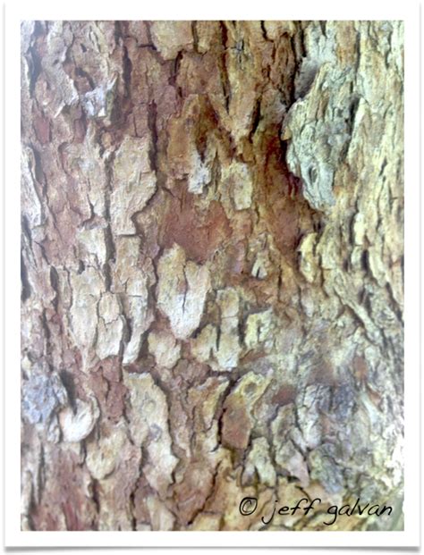 Red Bud Bark | Boulder Tree Care - Pruning & Tree Removal Services