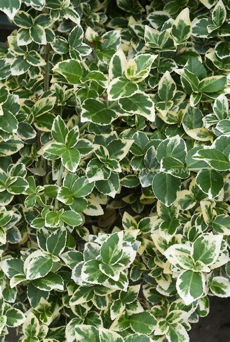 Euonymus fortunei Emerald Gaiety variegated green and white foliage ...