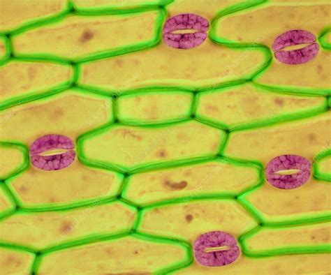 Plant stomata, LM - Stock Image - C036/0609 - Science Photo Library