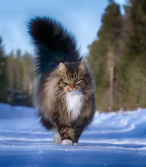 25 Photos of Finnish Cats Living Their Best Winter Life | Norwegian forest cat, Beautiful cats ...