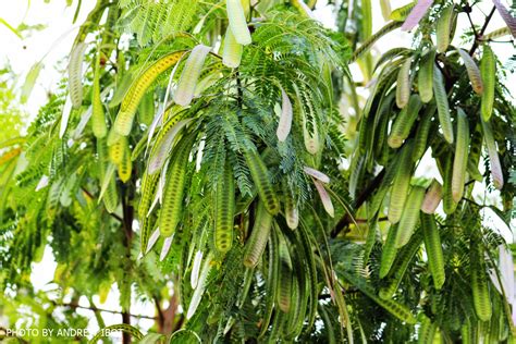 Ako si ANDREW IBOT!: Ipil-ipil (Leucaena glauca L.)