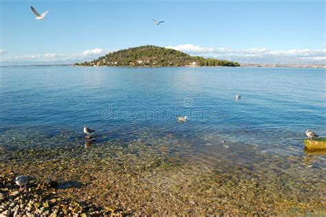 Sea gulls on beach stock image. Image of water, peace - 3435139