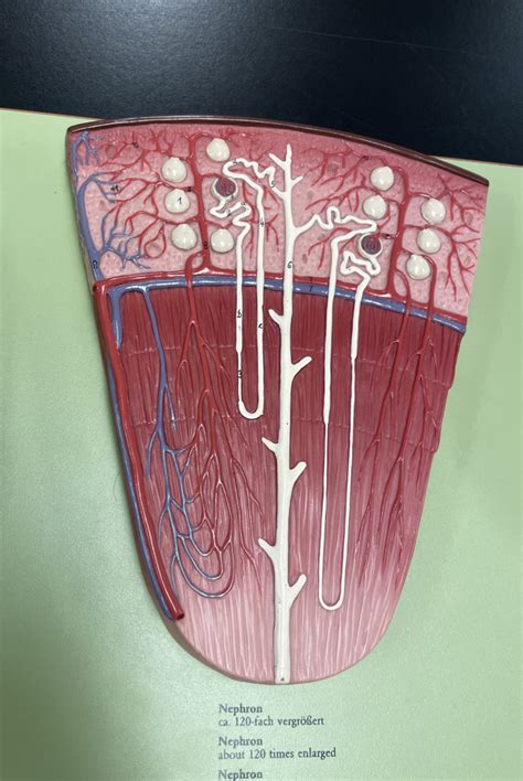 Kidney model renal pyramid, nephron detail 2 Diagram | Quizlet