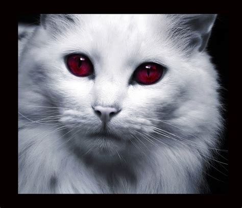 Demon Eyes by Mz-Kitts on deviantART Albino Cat, Demon Eyes, Cat M, Let ...