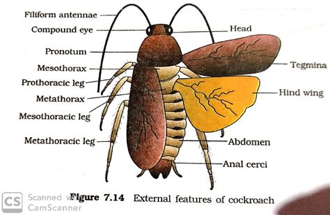 Cockroach (Morphology, Anatomy) excretory system , circulatory system ...