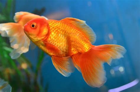 1047 Fish Name Ideas | The BIGGEST List Anywhere!