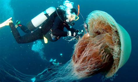 The Cockroach Catcher: Ecology: Giant Jellyfish & Sea Turtles