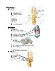 Foot Anatomy.docx - Foot Anatomy: Bone Anatomy Tarsal Bones Calcaneus Sustentaculum Tali ...