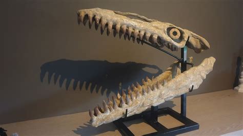 Mosasaur - Skull - Prognathadon - 54×25×69 cm - Catawiki