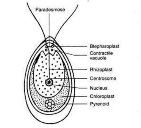 Give the picure of a well-labelled diagram of Algae (Chlamydomonas) and ...