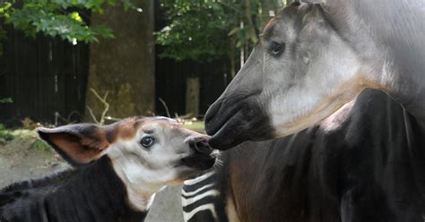 Baby Okapi Makes Public Debut At Bronx Zoo - CBS New York