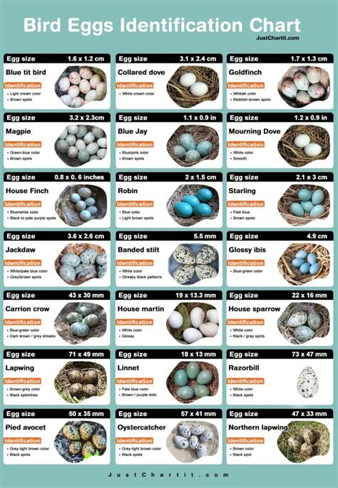 Bird egg identification chart - Color, Size & Identity Point in 2024 | Bird eggs, Bird egg ...