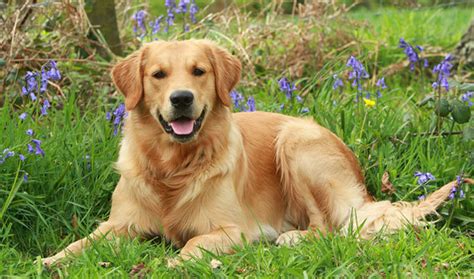 ¿Te gusta el perro Golden Retriever? Descúbrelo todo sobre esta raza