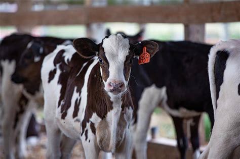 Holstein Cattle | Oklahoma State University