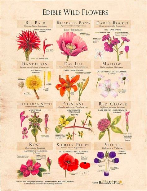 Edible Wild Flowers chart | Knitting and Crochet Forum