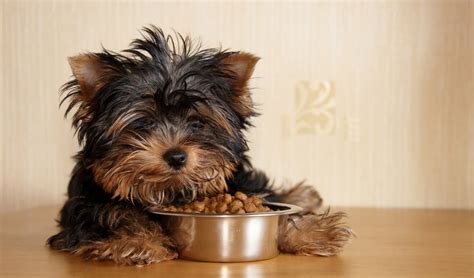 Best Dog Food for Yorkies: How & What to Feed Yorkshire Terriers? – Top ...