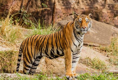 Cergas demi Selamatkan Harimau Malaya - Dewan Kosmik