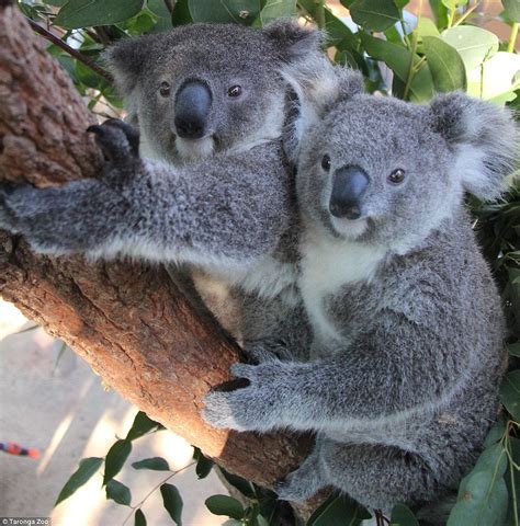 3 koalas pictured enjoying some down-time at Sydney's Taronga Zoo ...