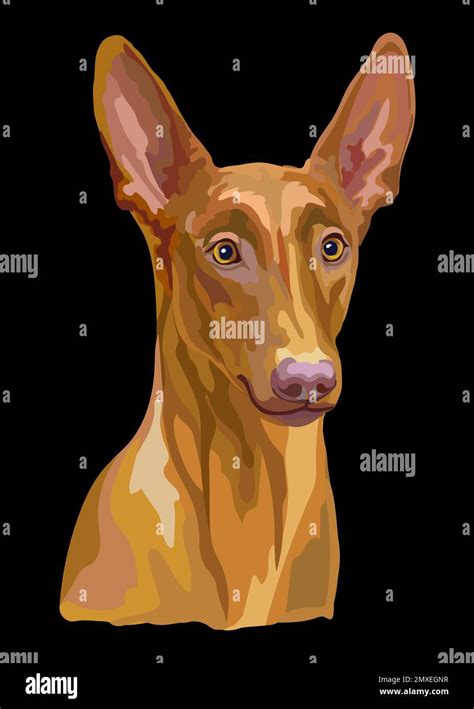 Realistic close up head of Pharaon Dog. Vector colorful isolated illustration isolated on black ...