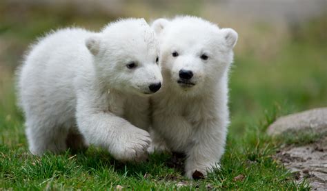 I cuccioli gemelli che ti strapperanno un sorriso | Giornalettismo