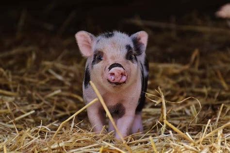 10 Surprising Facts About Pigs