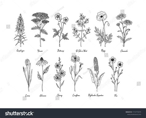 21,706 Wild Flower Drawing Name Images, Stock Photos, 3D objects ...