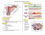 Histo - Female - BL - HISTOLOGY CH. 23 FEMALE REPRODUCTIVE ! THIS CHART IS KEYSO KNOW IT ...