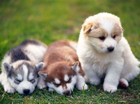 Cute Husky Puppies Pictures