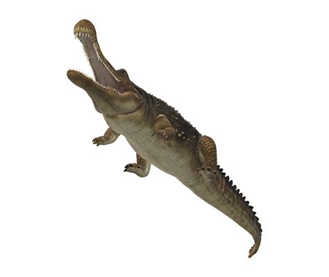 Sarcosuchus Crocodile isolated on a Transparent Background 24064113 PNG