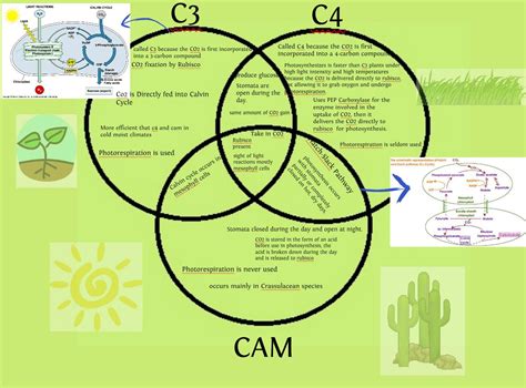 C3, C4 and CAM plants | Biology facts, Biology lesson plans, Biology ...