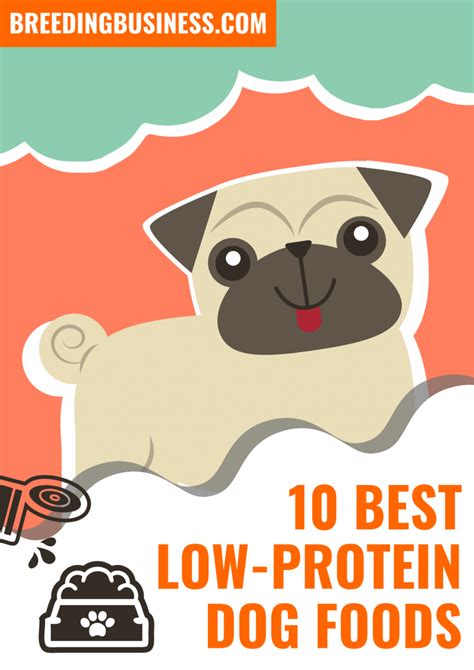 10 Best Low-Protein Dog Foods – Kidney Disease, Reviews & Tips