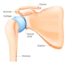 The glenoid cavity articulates