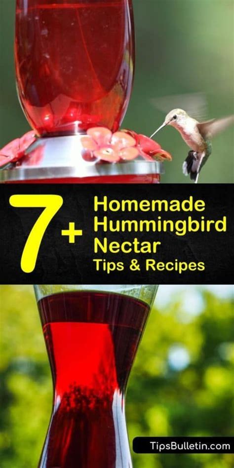 7+ Easy-to-Make Homemade Hummingbird Nectar Recipes | Recipe | Nectar recipe, Hummingbird nectar ...