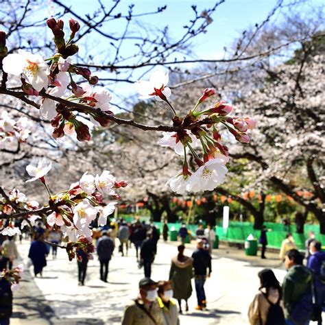 The Japan Times: Ueno Park's cherry blossom trees have begun to bloom ...