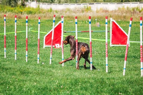 Dog in Agility Competition Set Up in Green Grassy Park Stock Photo ...