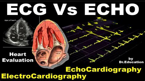 Qual A Diferença Entre Ecg E Ecocardiograma - Notícias e Entretenimento