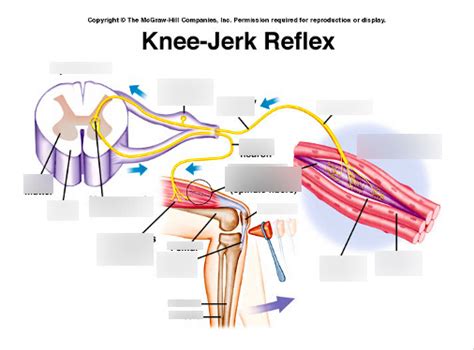 Knee-Jerk Reflex Diagram | Quizlet