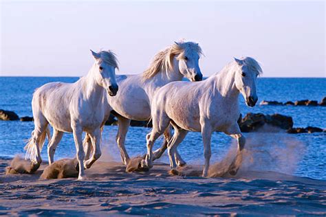 160+ Wild Horses Running On The Beach Stock Photos, Pictures & Royalty ...