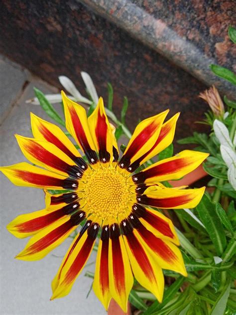 Gazania rigens plant 21851974 Stock Photo at Vecteezy