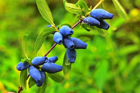 Growing Honeyberry (Haskap): Varieties, Planting, Care, and Harvest Guide