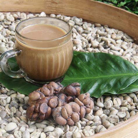 Everything You Need to Know About Kopi Luwak Coffee - Tastylicious