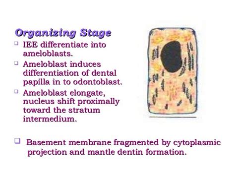 Amelogenesis - Stages of enamel formation