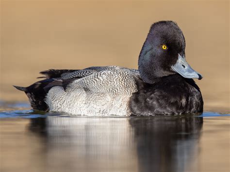 Lesser Scaup and Ring-necked Duck | Bird Academy • The Cornell Lab