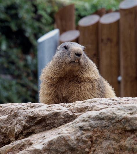 Beaver Teeth View Do Not · Free photo on Pixabay